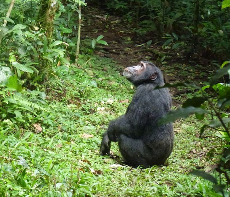 4 Days Kibale Forest National Park Uganda