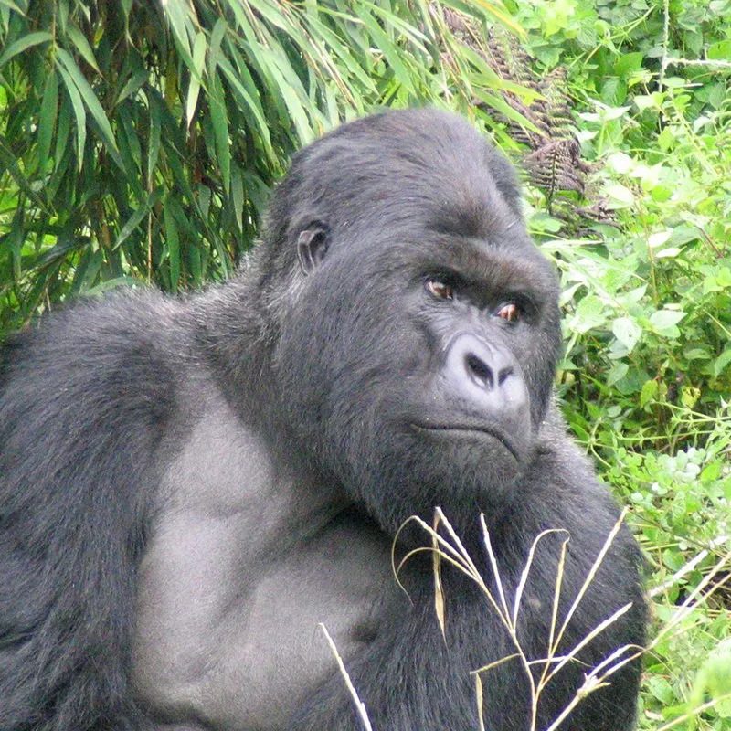 4 Days Uganda primate safari with Gorillas
