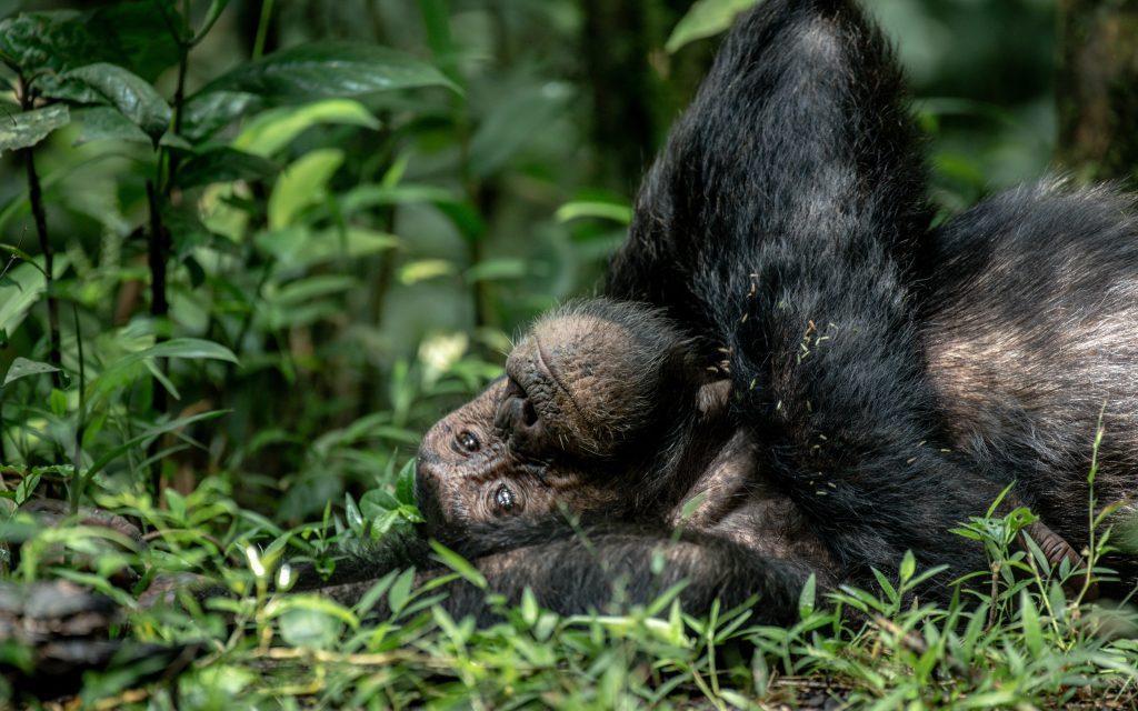 chimpazee safari in ngamba insland