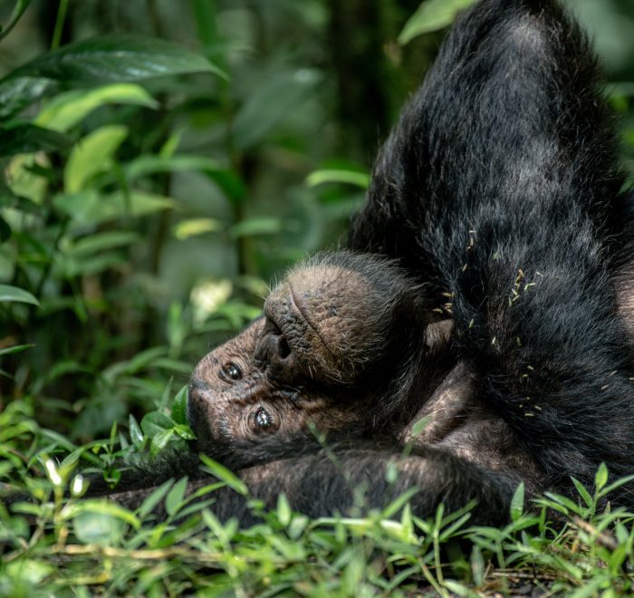 chimpazee safari in ngamba insland