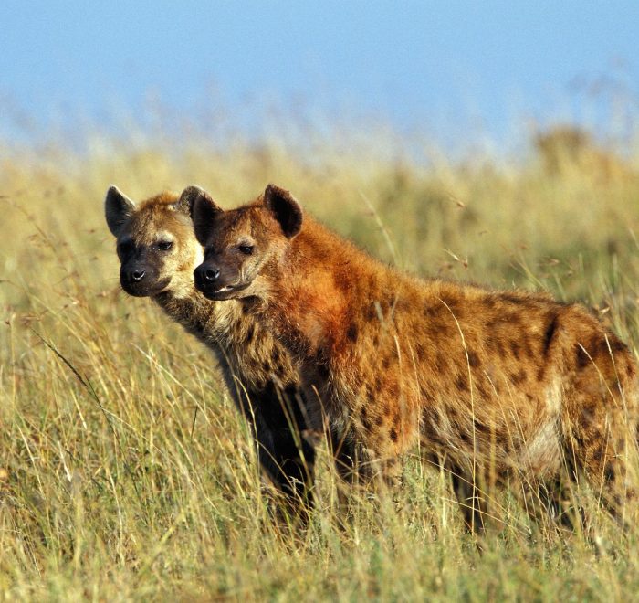 3 Days-2 Nights-Kidepo Valley National Park
