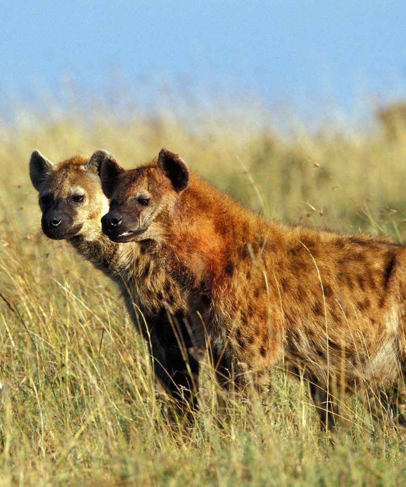 3 Days-2 Nights-Kidepo Valley National Park