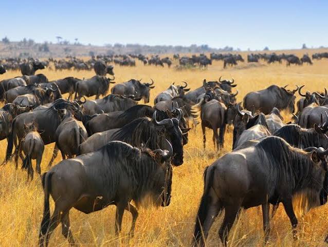 wildbeest immagration